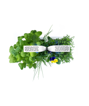 VERITABLE CLASSIC Indoor inkl. 4 Packs Saatgut Kräutergarten-Set