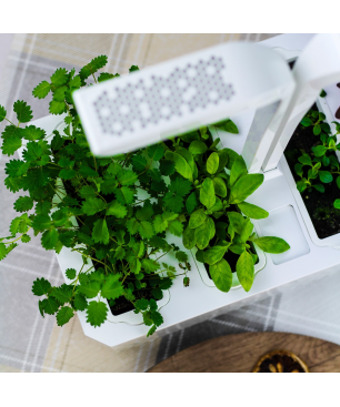 VERITABLE CLASSIC Indoor inkl. 4 Packs Saatgut Kräutergarten-Set