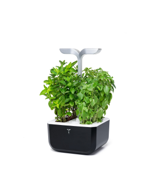 VERITABLE Exky SMART Indoor inkl. 2 Packs Saatgut Kräutergarten-Set, Lieferumfang	Gerät, Saatgüter, Netzteil, Handbuch