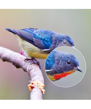 ANKER Nebula Capsule II EU Beamer(WXGA, 200 Lumen)